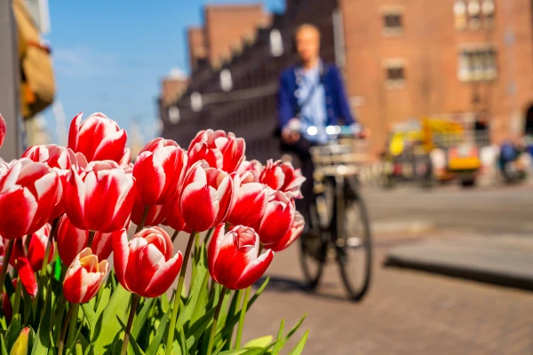 nederland_tulpen