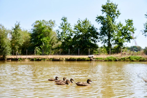 paradis-la-bretonniere-meer-eenden